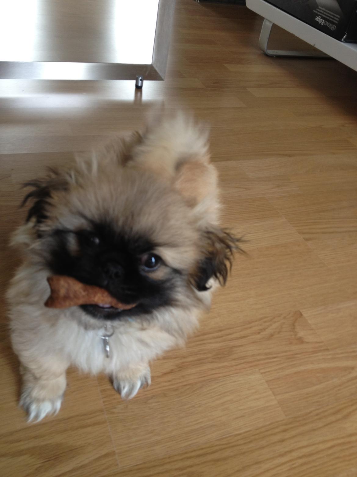 Pekingeser Lucka billede 7