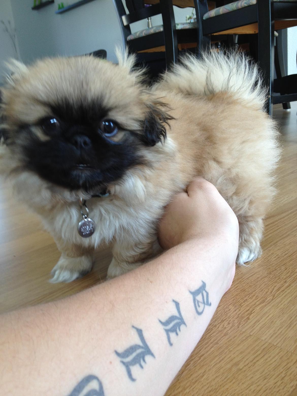 Pekingeser Lucka billede 9