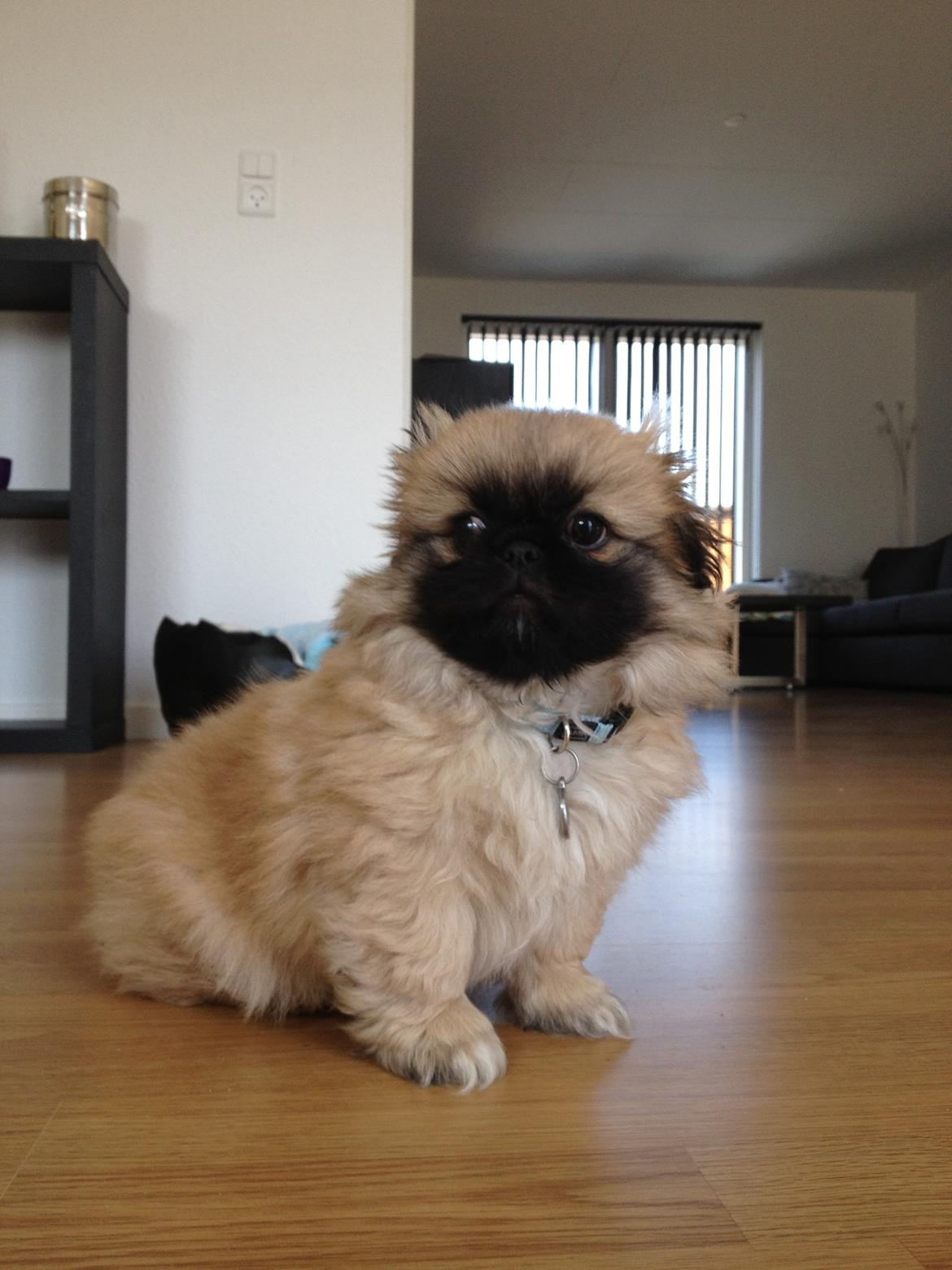 Pekingeser Lucka billede 11