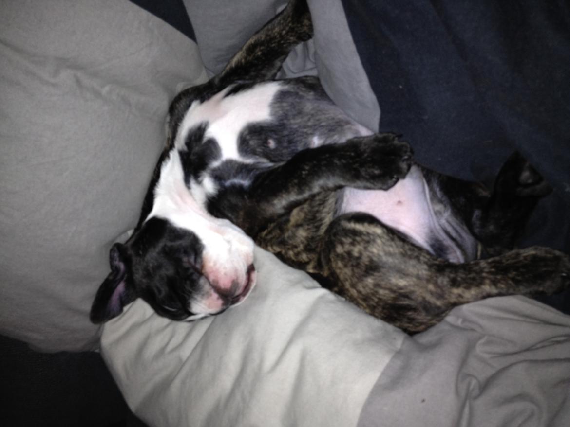 Fransk bulldog Batman' <3 - Batman '<3 billede 14