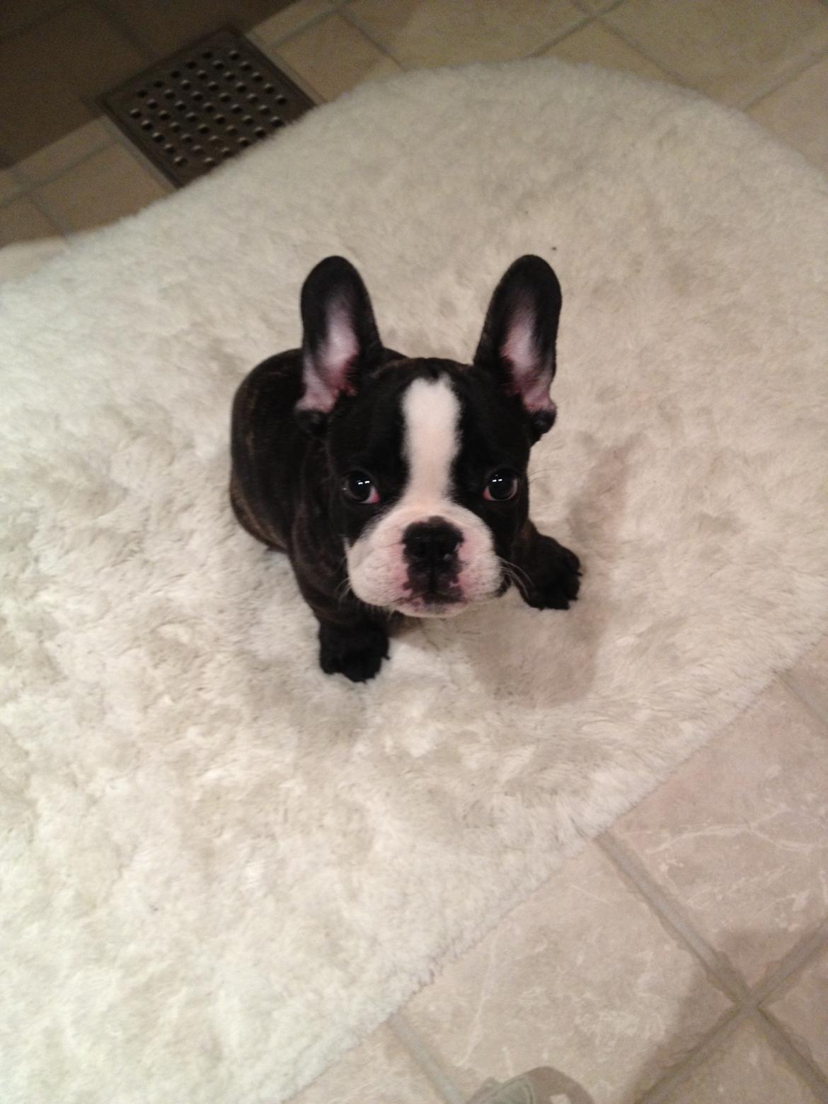 Fransk bulldog Batman' <3 - Batman '<3 billede 15