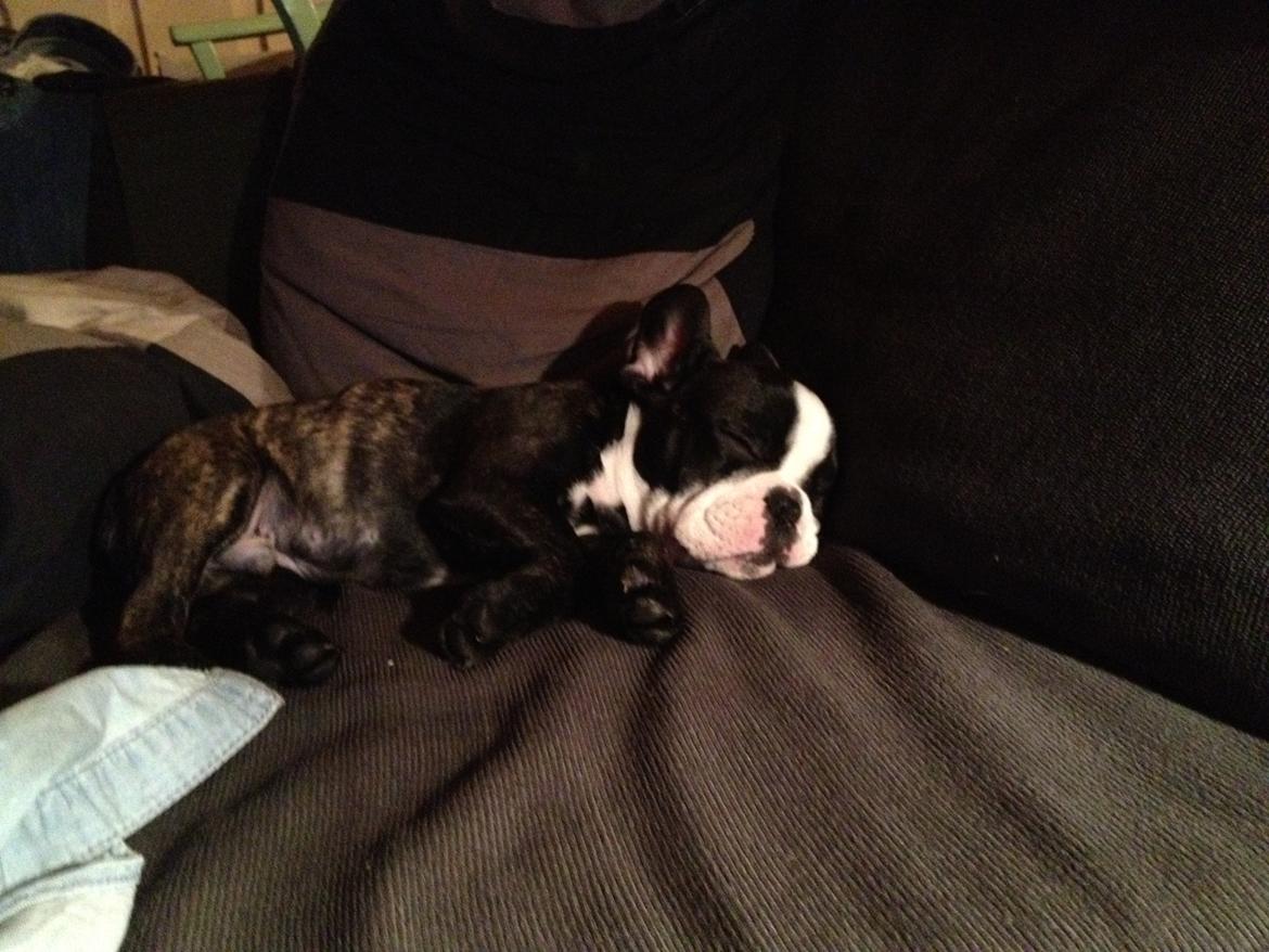 Fransk bulldog Batman' <3 - Batman '<3 billede 16