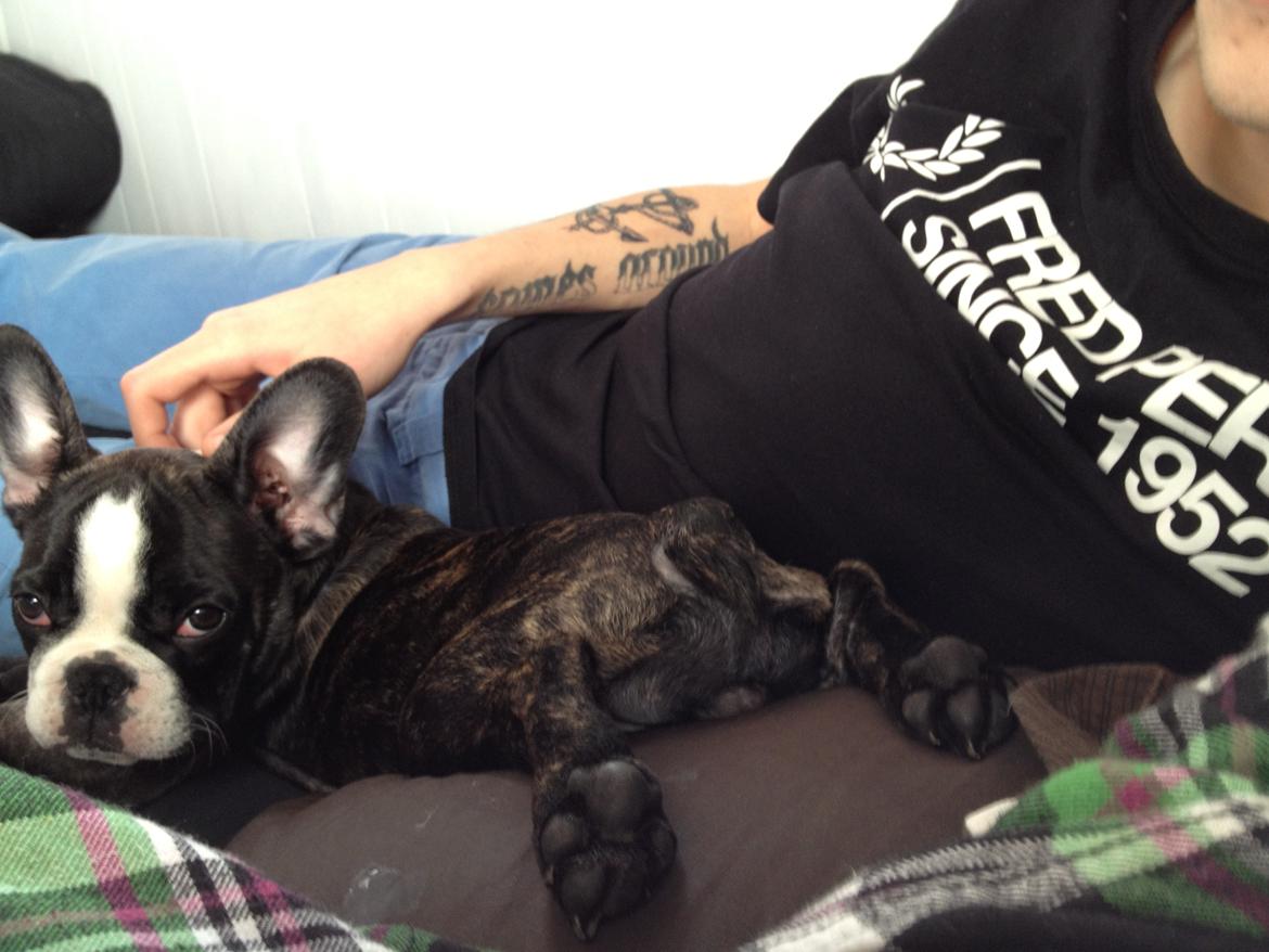 Fransk bulldog Batman' <3 - Batman '<3 - En træt dreng med røde øjne! billede 17