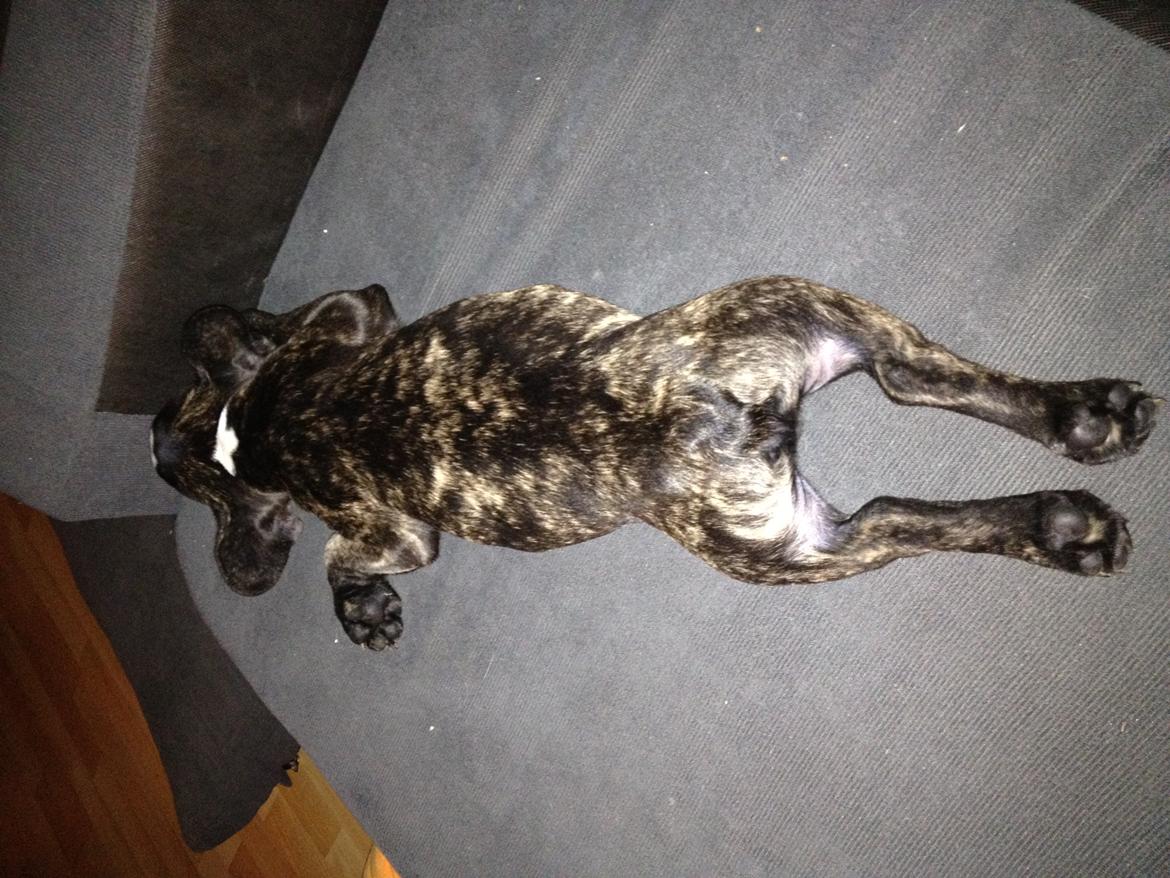 Fransk bulldog Batman' <3 - Batman '<3 - Hans ene ynglings sove stilling.. hahah..  billede 18