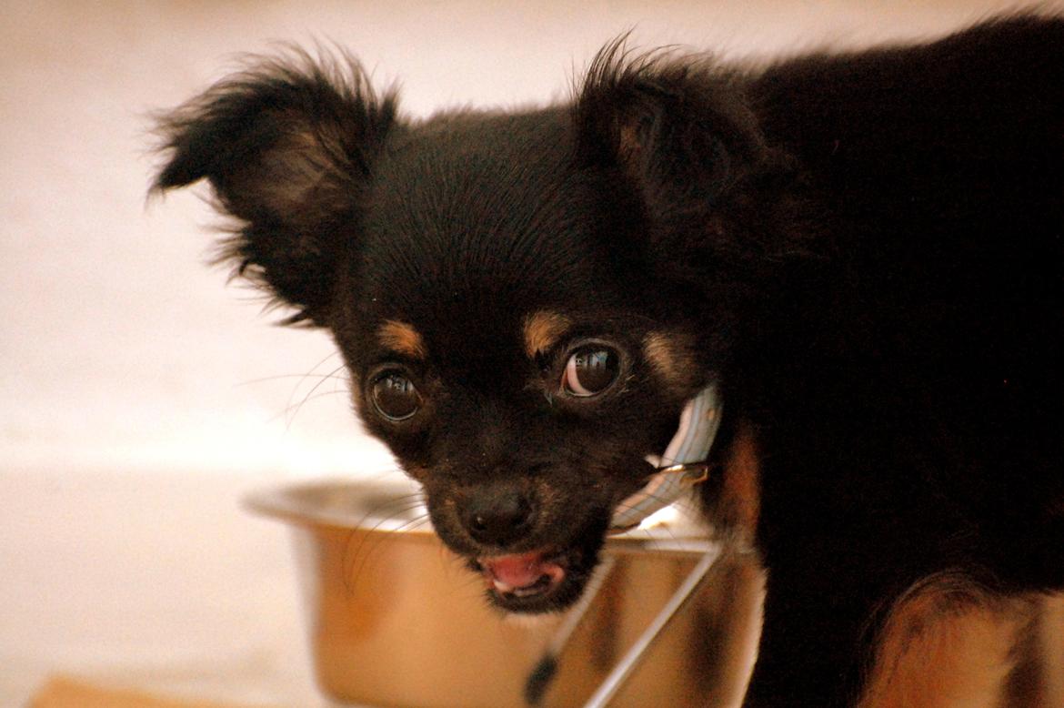 Chihuahua ' Champ - "Sagde du noget??" billede 2