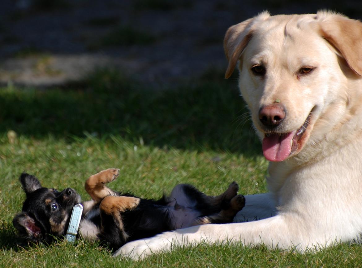 Chihuahua ' Champ - Dejligt billede! Champ's første møde med nabo hunden :) billede 3