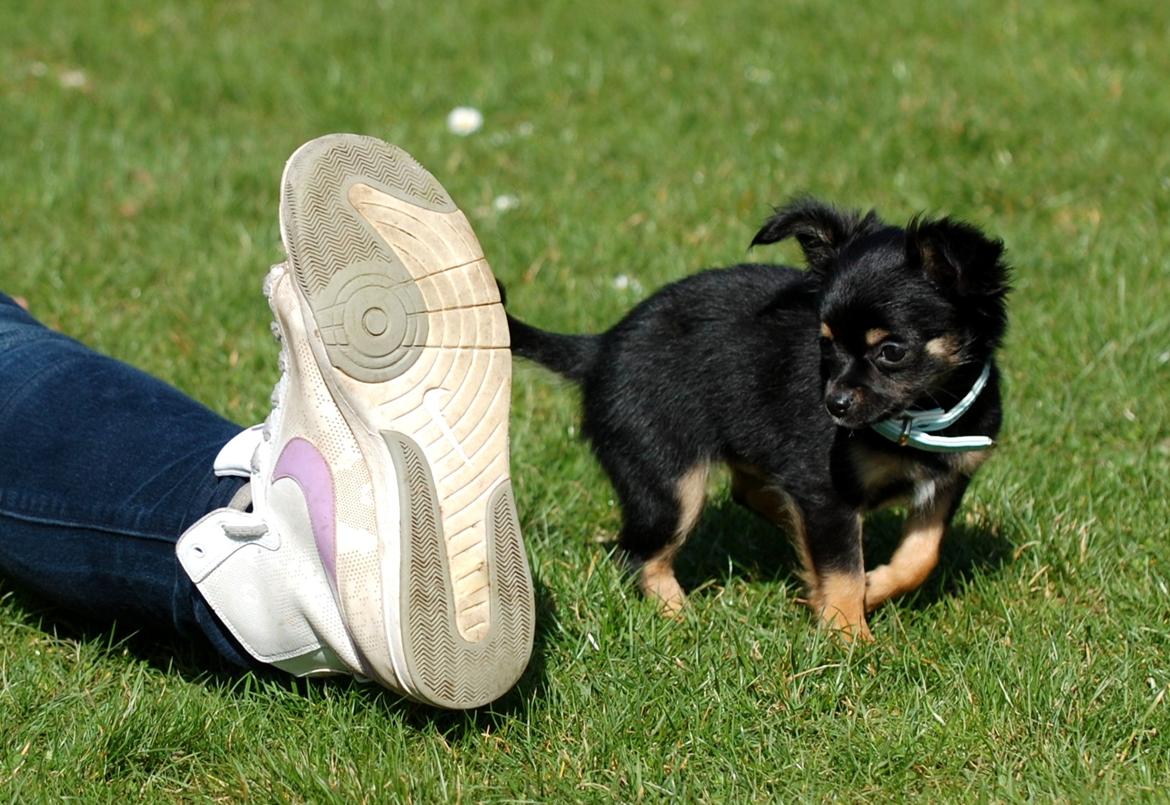 Chihuahua ' Champ - Champ og str. 40 ;) billede 4