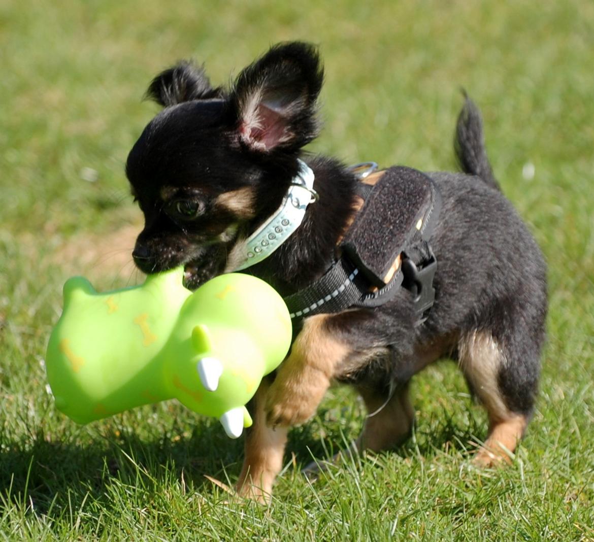 Chihuahua ' Champ - Alt for stort legetøj når man ikke kan bide rundt om det ;) billede 5