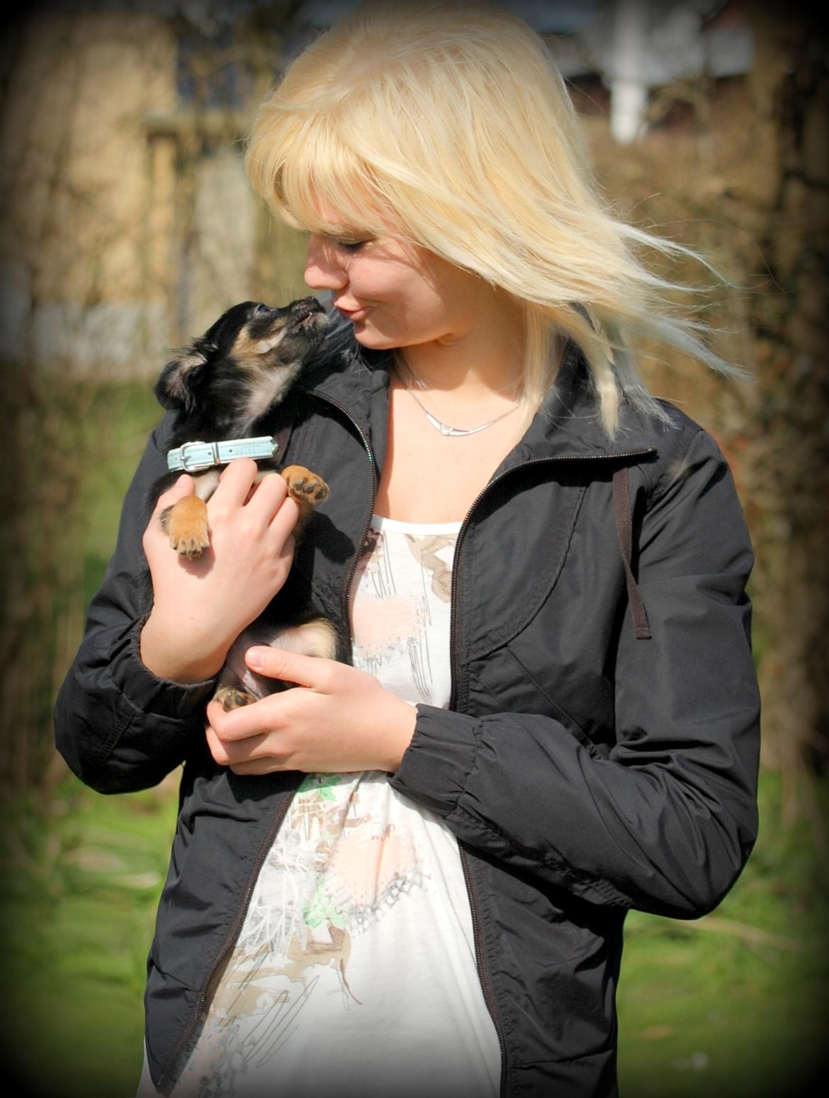 Chihuahua ' Champ - Champ og jeg i det gode vejr :) billede 6