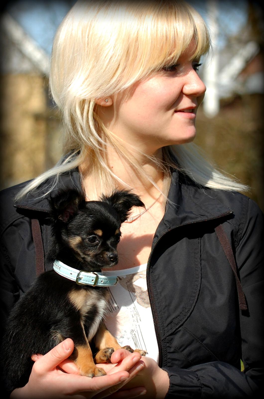 Chihuahua ' Champ - Champ og jeg igen billede 7