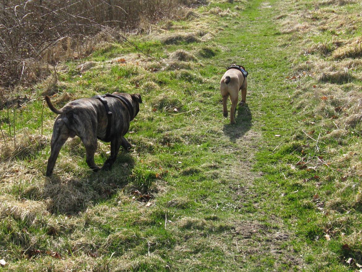 Blanding af racer *Dumle*  Fransk Bulldog / Dansk svensk.  - Alt skal undersøges!  billede 3