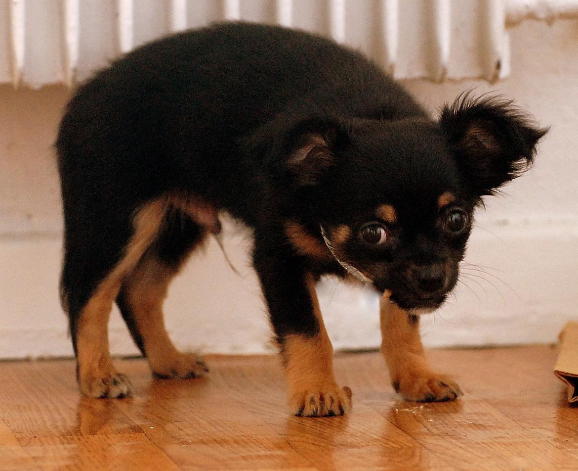 Chihuahua ' Champ - mmmmh guf guf guf billede 8