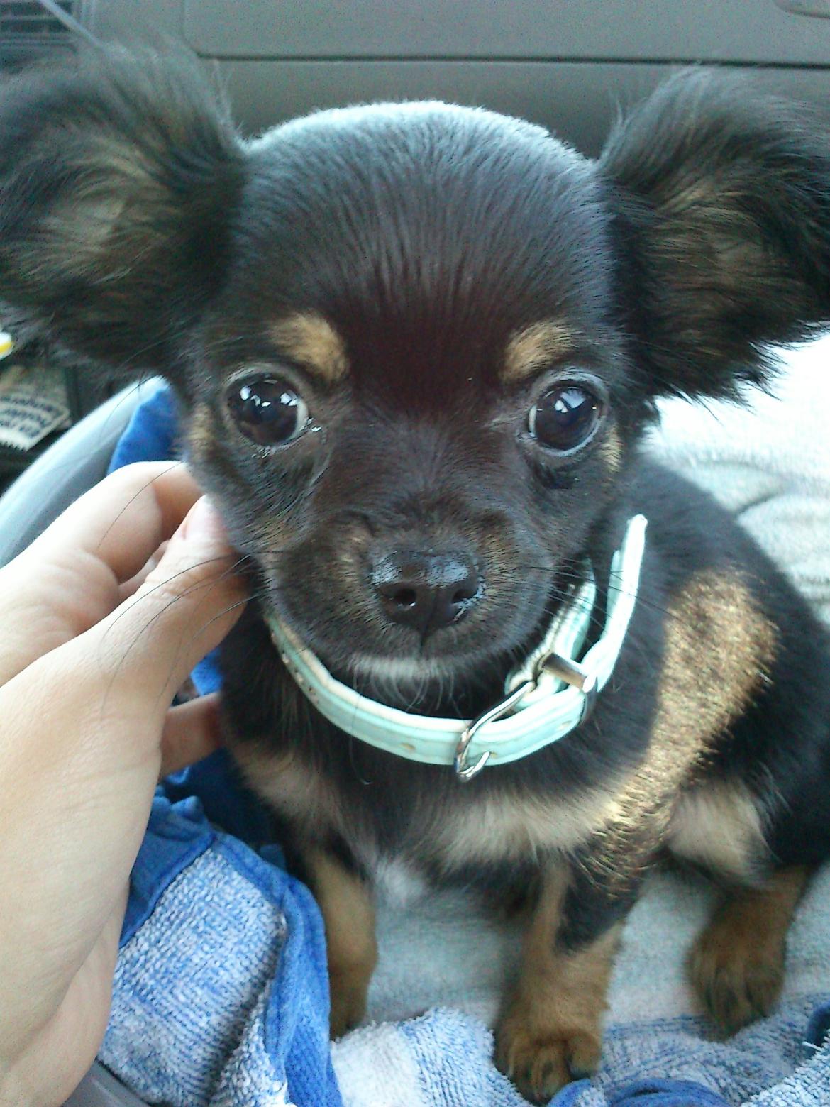 Chihuahua ' Champ - Første billede af Champ :) På vejen hjem da vi hentede ham :) billede 9