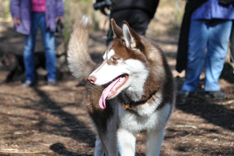 Siberian husky Ziska - Sejs hundeskov
 billede 18