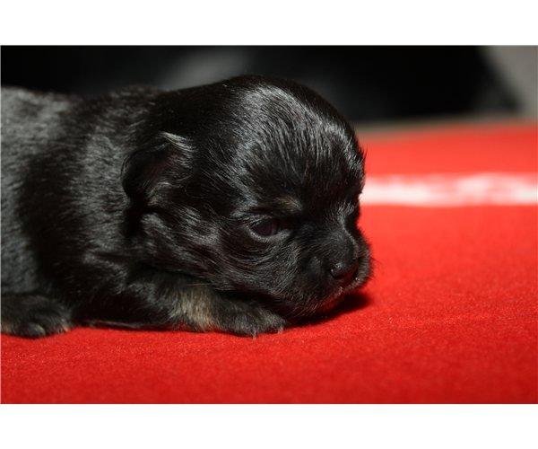 Chihuahua Licabi's Alba - Alba 2 uger gammel. billede 2