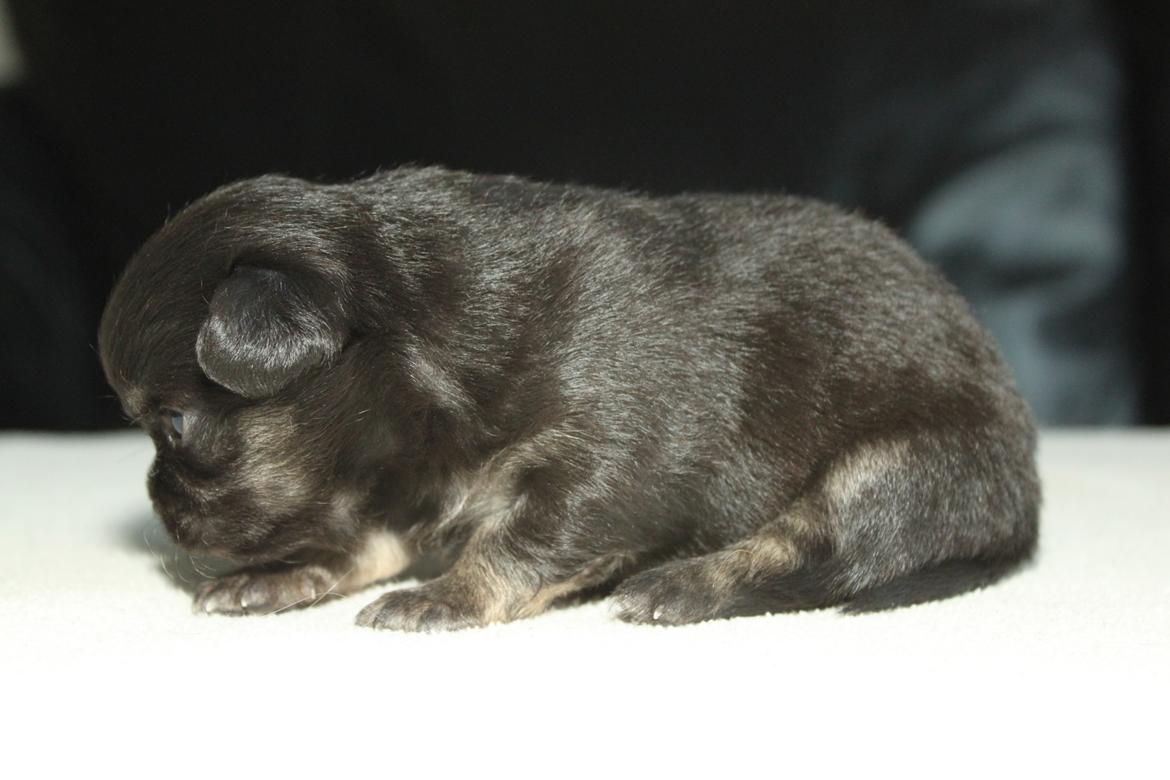 Chihuahua Licabi's Alba - Alba 3 uger gammel. billede 3