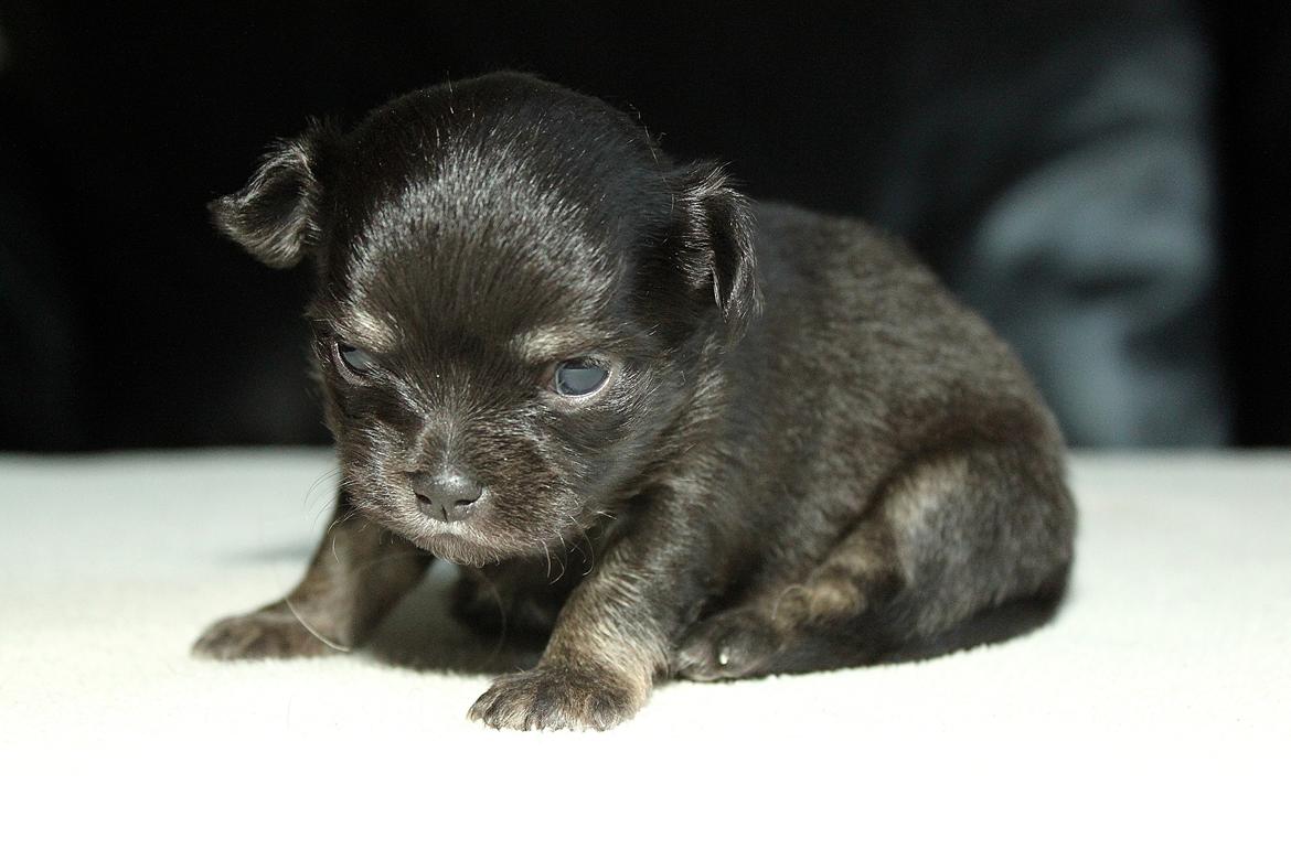 Chihuahua Licabi's Alba - Alba 3 uger gammel. billede 4