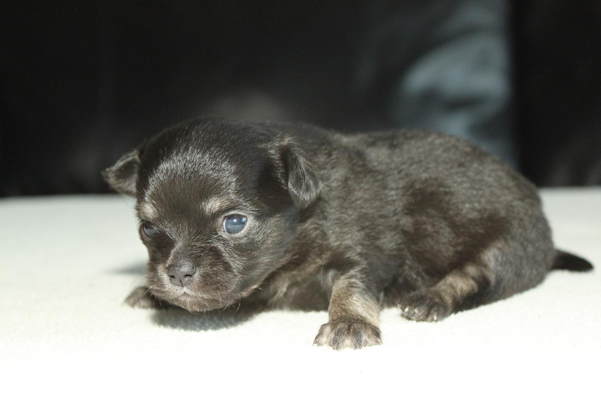 Chihuahua Licabi's Alba - Alba 3 uger gammel. billede 5