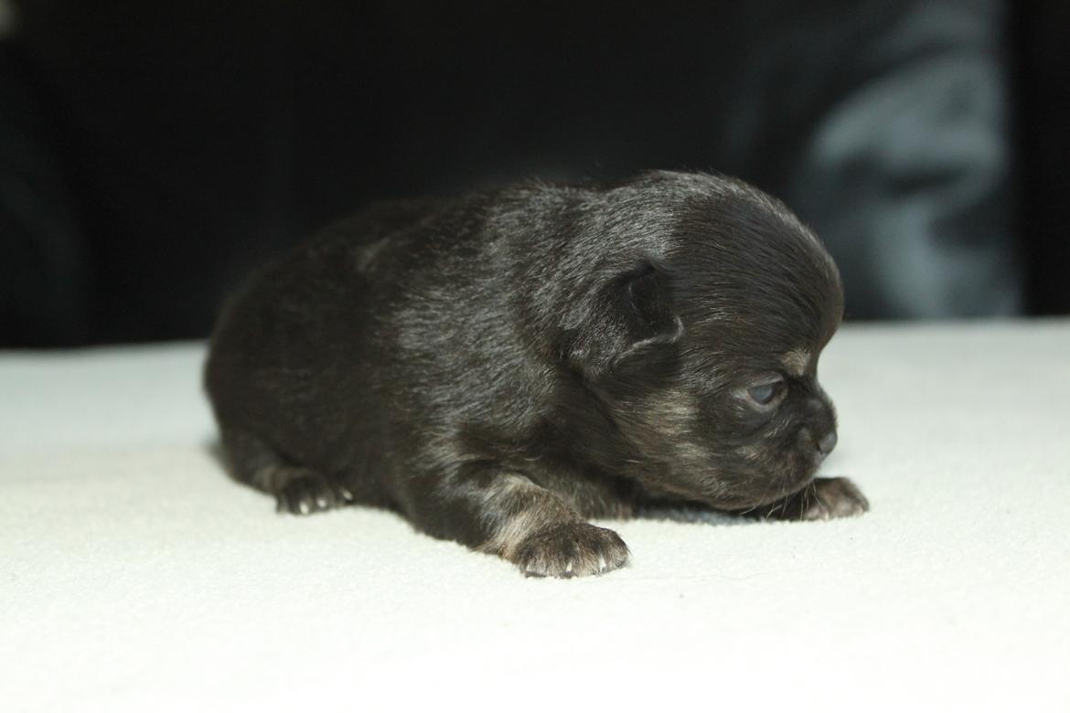 Chihuahua Licabi's Alba - Alba 3 uger gammel. billede 6