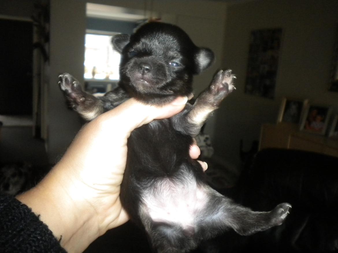 Chihuahua Licabi's Alba - Alba 3 uger gammel. billede 7