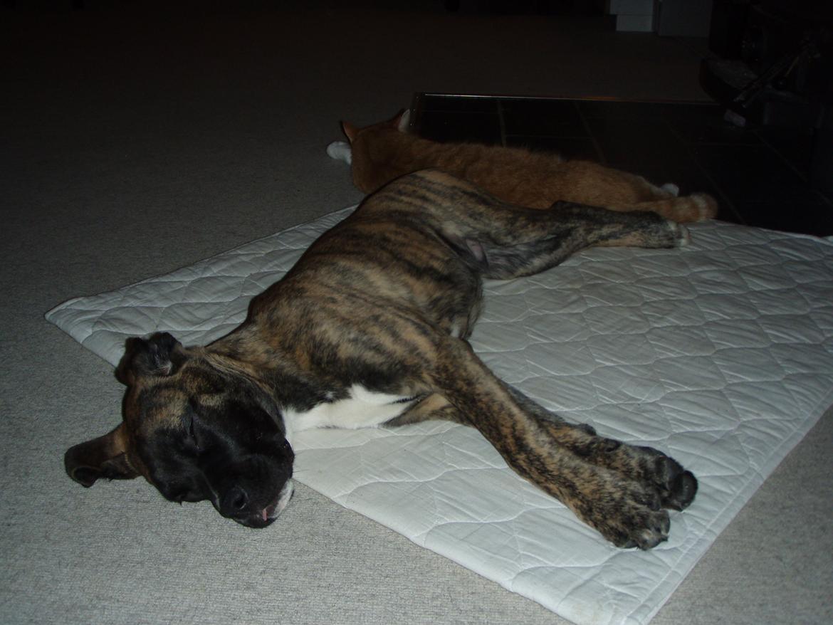 Blanding af racer Grand Danois/Mastif Tigerdyr - Dette billede er fra aftenen efter, vi fik ham hjem. billede 1