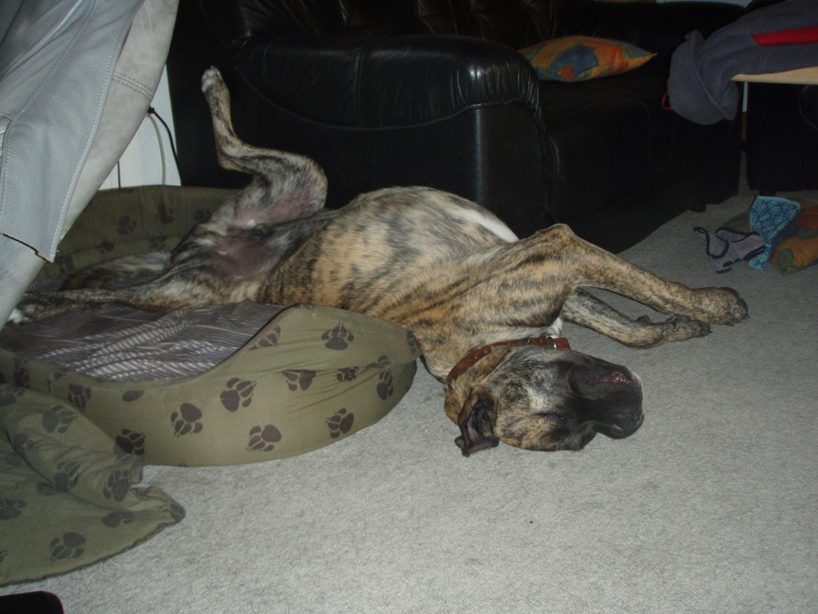 Blanding af racer Grand Danois/Mastif Tigerdyr - Endnu en af Tigerdyrs sovestillinger! billede 8