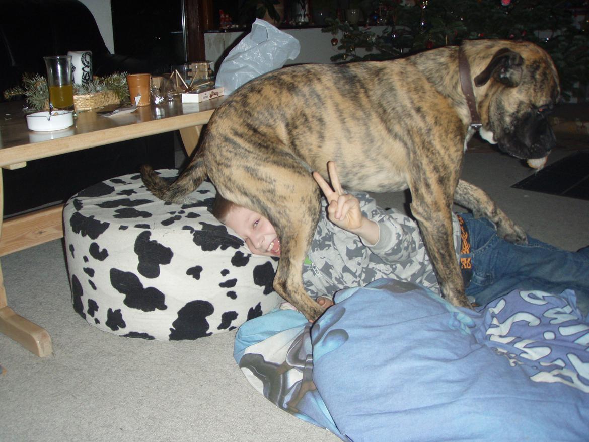 Blanding af racer Grand Danois/Mastif Tigerdyr - Man kan svagt ane min søn under Tigerdyrs numse.
 billede 10