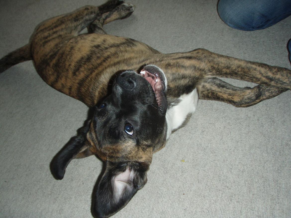 Blanding af racer Grand Danois/Mastif Tigerdyr - Tigerdyr - familiens fjogeåge. billede 2