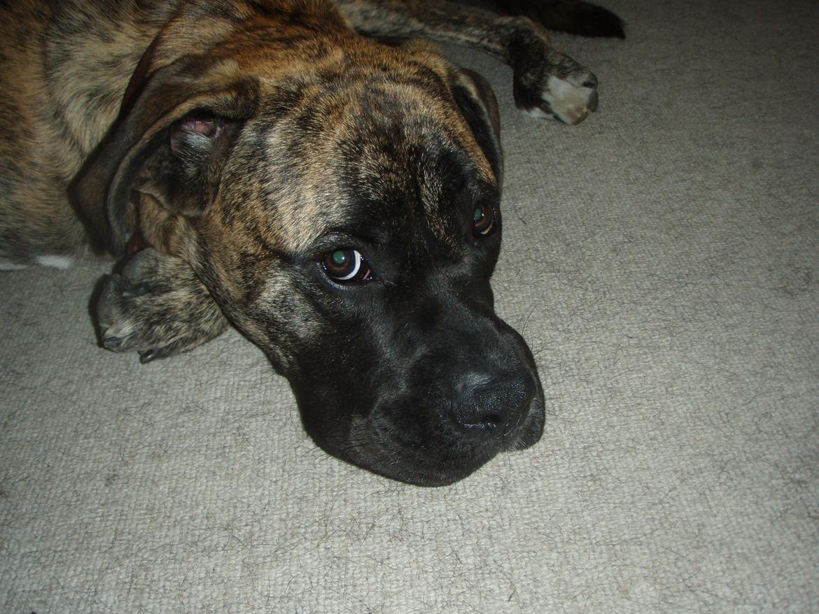 Blanding af racer Grand Danois/Mastif Tigerdyr - Er han ikke dejlig? billede 6