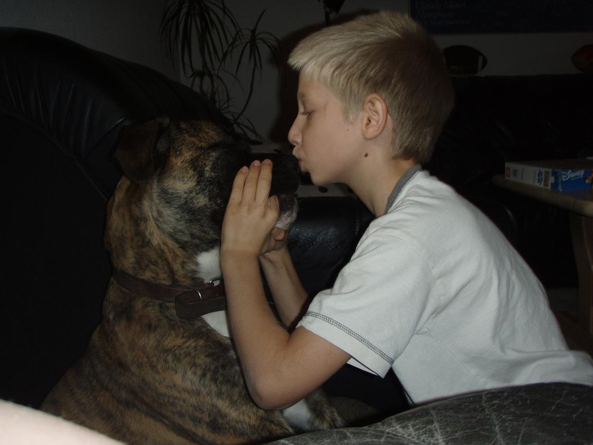 Blanding af racer Grand Danois/Mastif Tigerdyr - Tigerdyrs bedste ven og omvendt (min søn) billede 9