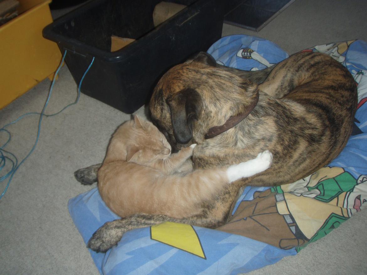 Blanding af racer Grand Danois/Mastif Tigerdyr - Her leger han med en af kattene.
 billede 3