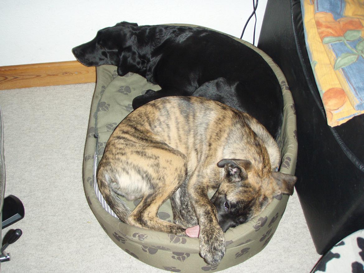 Blanding af racer Grand Danois/Mastif Tigerdyr - Mens Tigerdyr og Tensa stadig kunne være i kurven på samme tid. billede 4