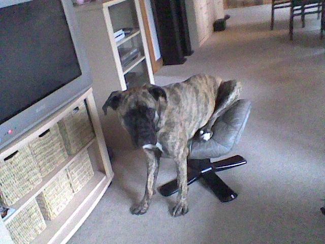 Blanding af racer Grand Danois/Mastif Tigerdyr - Jeg hviler lige benene, mor! billede 11