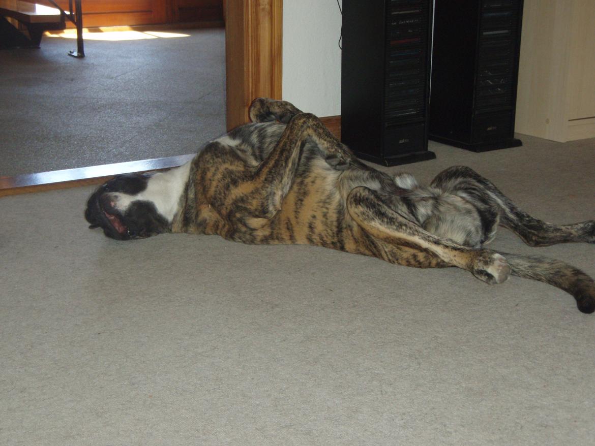 Blanding af racer Grand Danois/Mastif Tigerdyr - Tigerdyrs yndlings sovestilling! billede 7