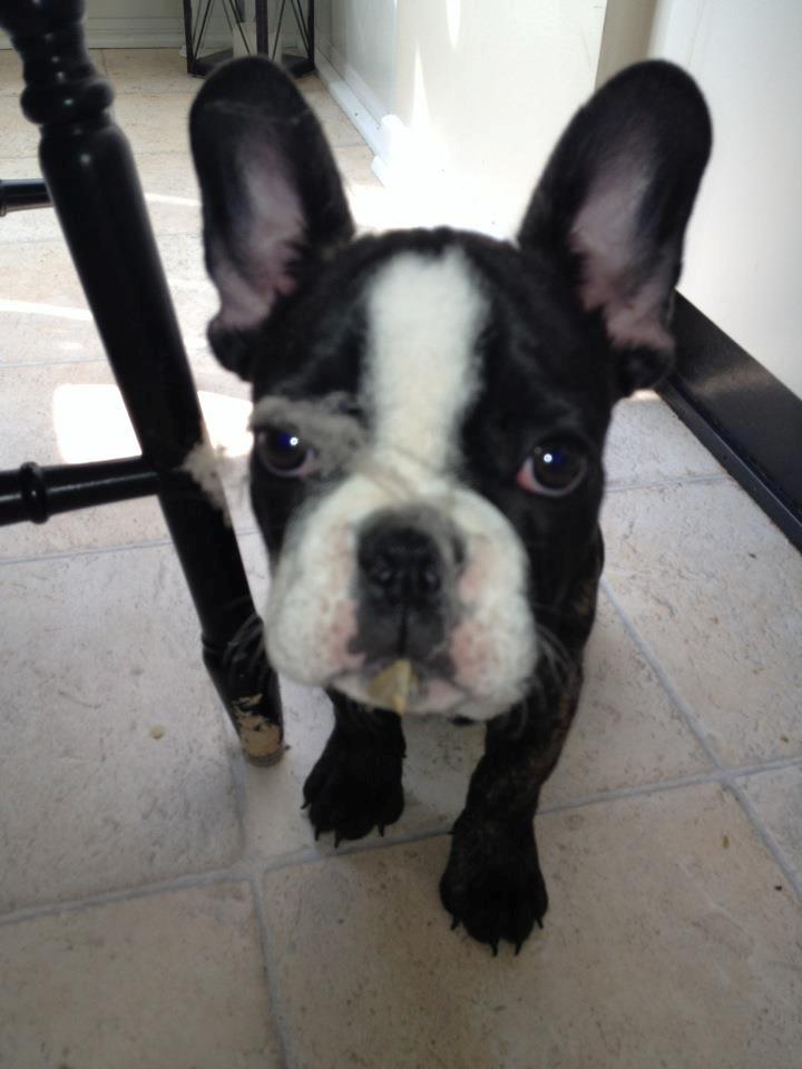 Fransk bulldog Batman' <3 - Batman '<3 - Hjælper flittigt til med oprydningen ;)  billede 19