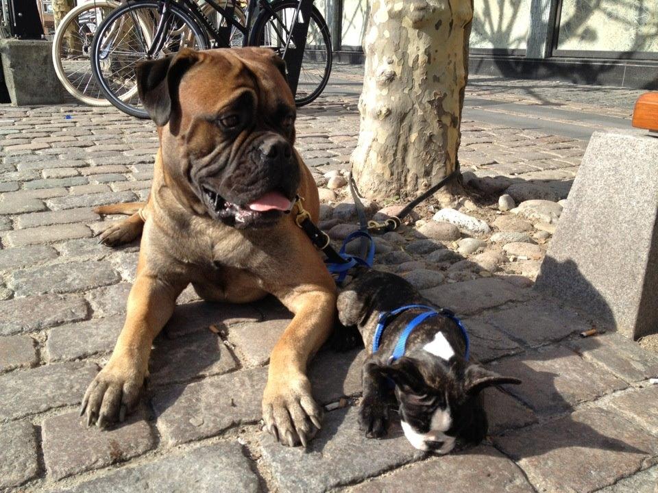 Fransk bulldog Batman' <3 - Batman '<3 - Sammen med min mors dejlige Bullmastiff Balder billede 20