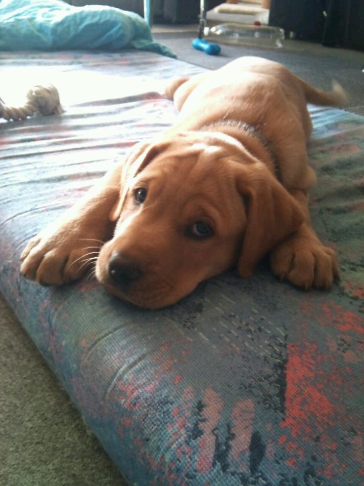 Blanding af racer Zeus - 8 uger. Så er Zeus kommet hjem :) billede 1