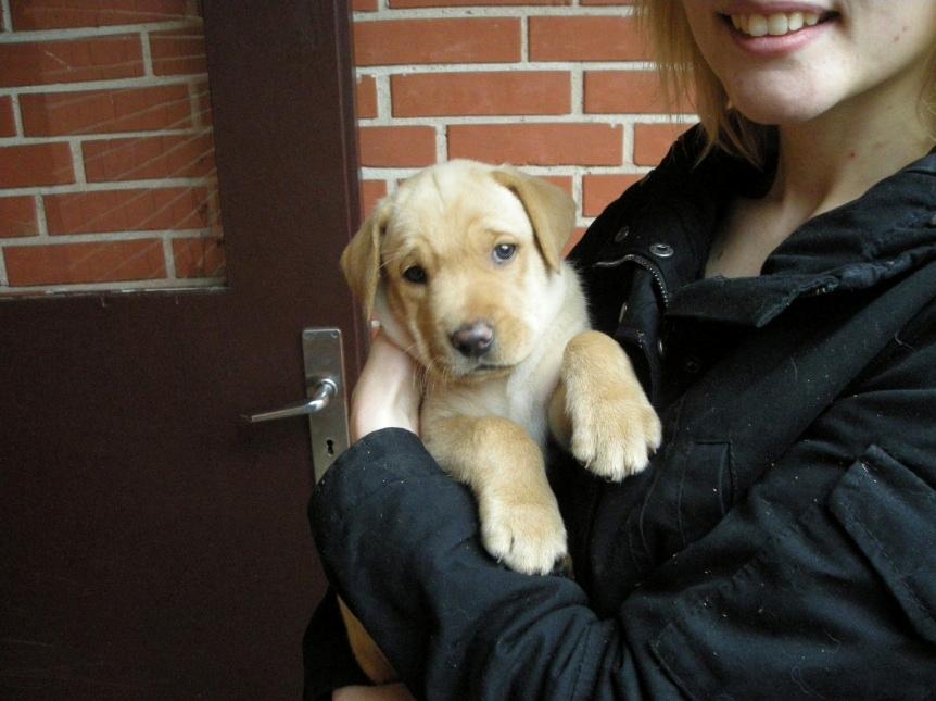 Blanding af racer Zeus - 6 uger. Så havde vi lige valgt at det var ham vi vill have. billede 6