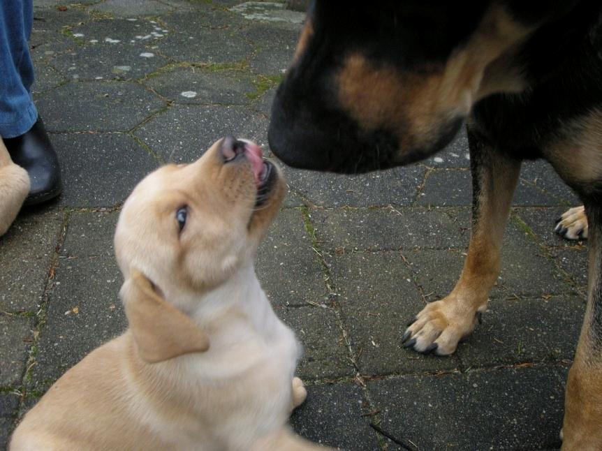 Blanding af racer Zeus - 6 uger. Zeus møsser hans mor lidt. billede 7