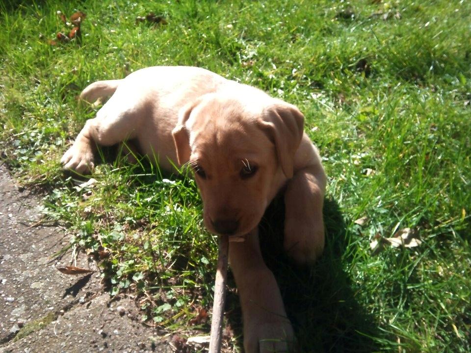 Blanding af racer Zeus - 8 uger. Zeus er meget glad for at lege med pinde.. billede 3