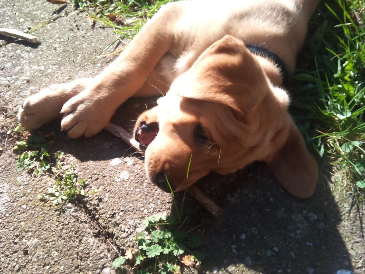 Blanding af racer Zeus - 8 uger. Zeus og hans pind :) billede 4