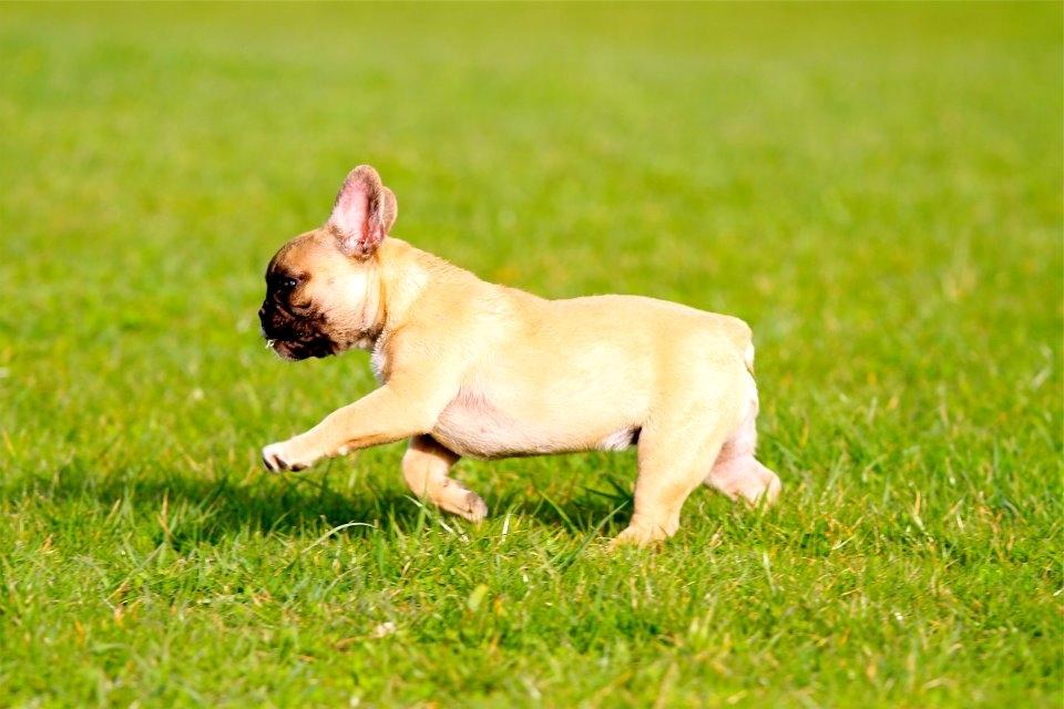 Fransk bulldog Siff - Velkommen til min profil... billede 2