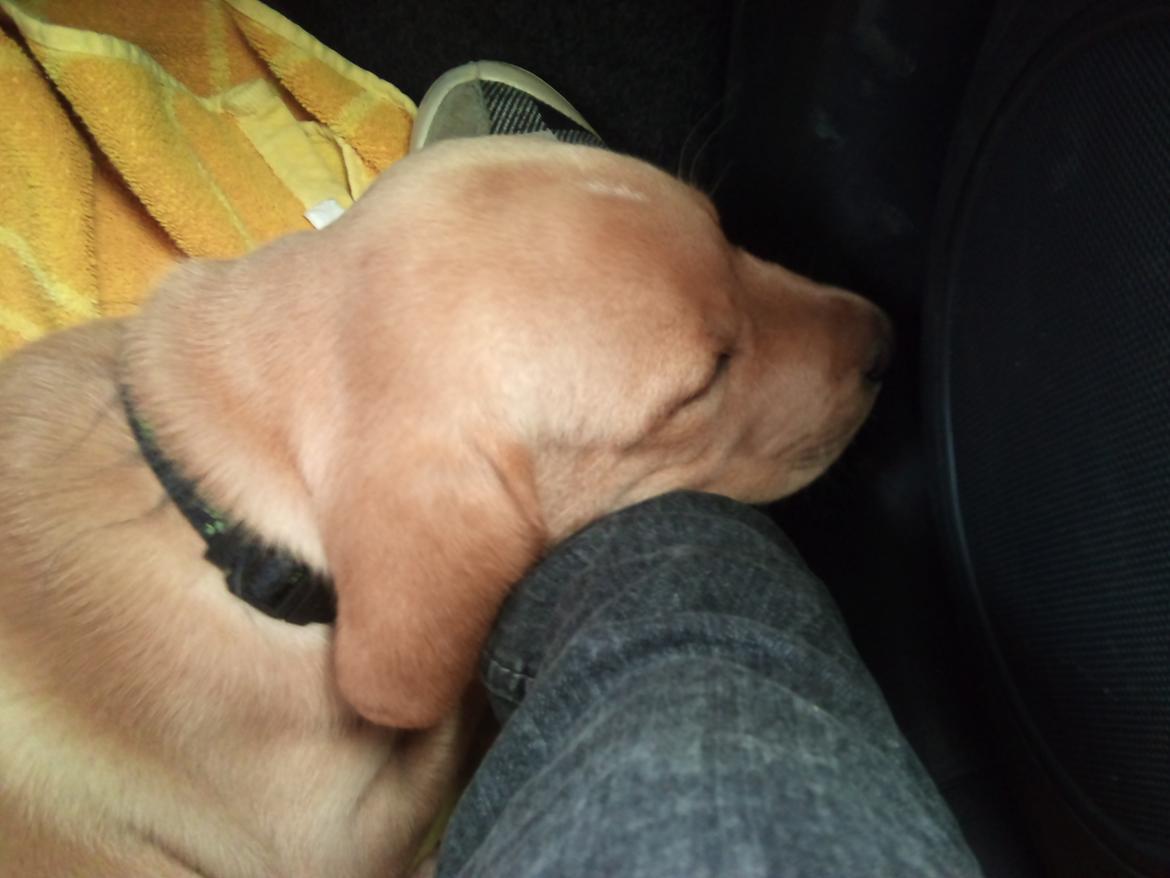 Blanding af racer Zeus - 8 uger. Aktive Zeus på vej til hans nye hjem.. Han er bare så god til at køre i bil :) billede 5