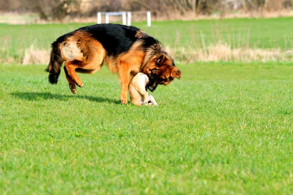 Fransk bulldog Siff - Kom bare an...  billede 18