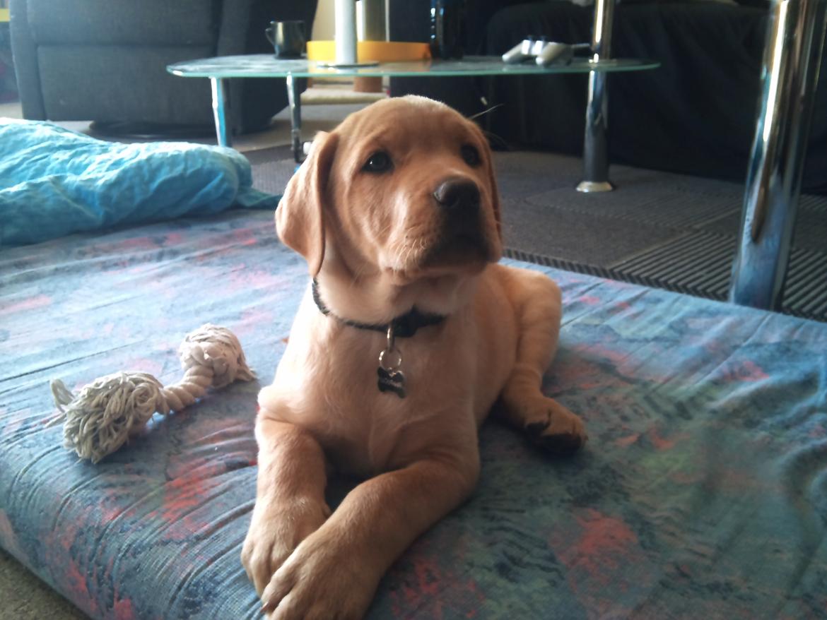 Blanding af racer Zeus - 8 uger. billede 2