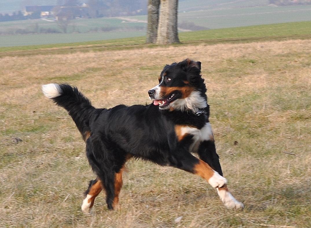 Berner sennenhund Nala - Elegant og letbenet tøsebarn... billede 15