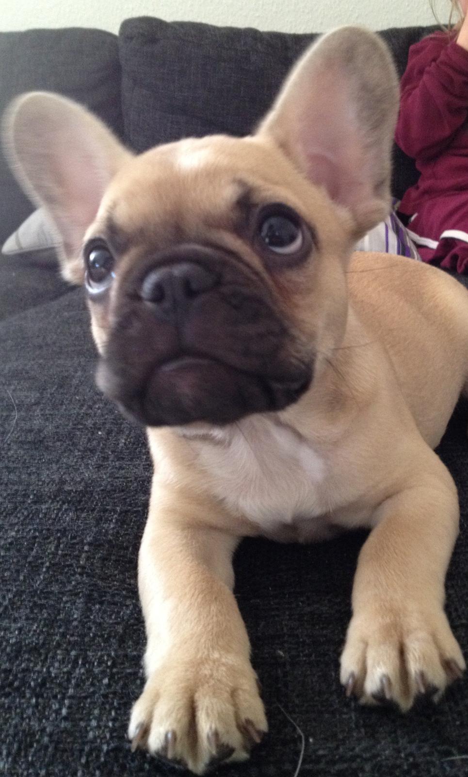 Fransk bulldog Ella billede 1