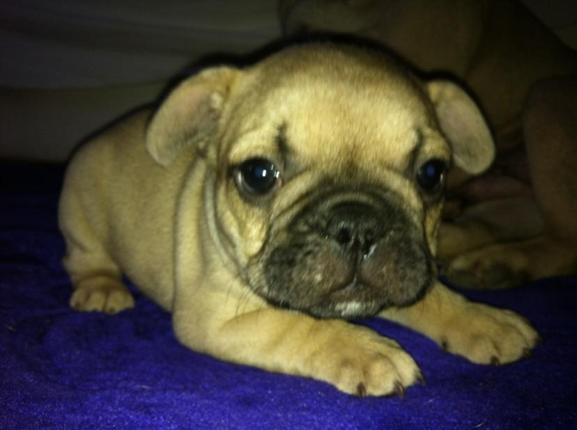 Fransk bulldog Ella billede 2