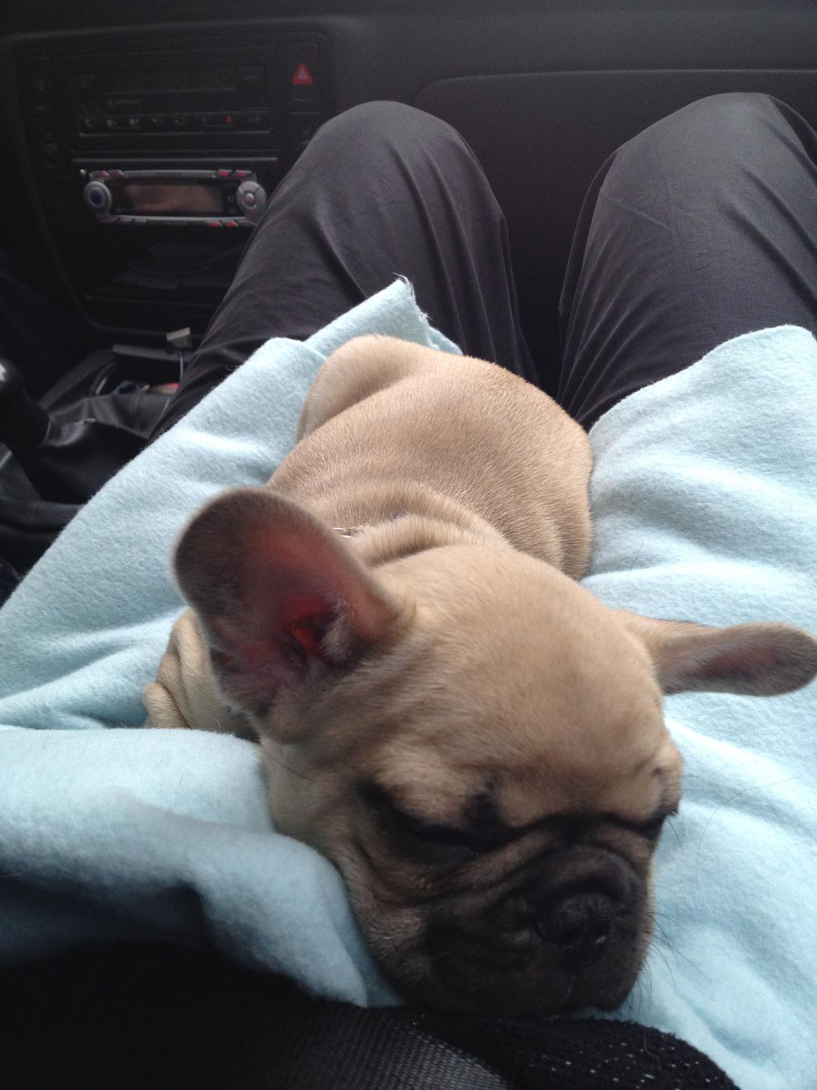 Fransk bulldog Ella billede 3