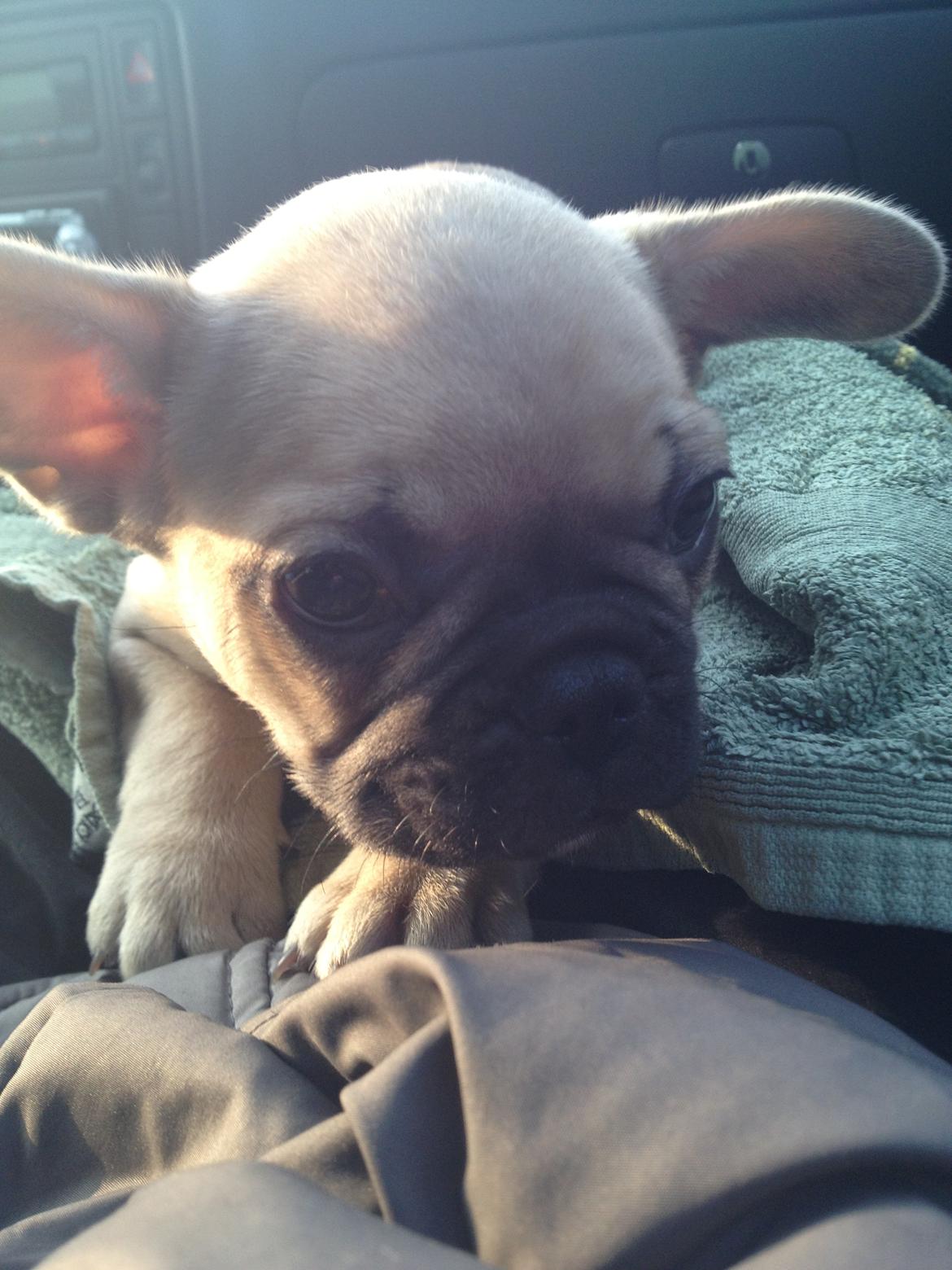 Fransk bulldog Ella billede 4